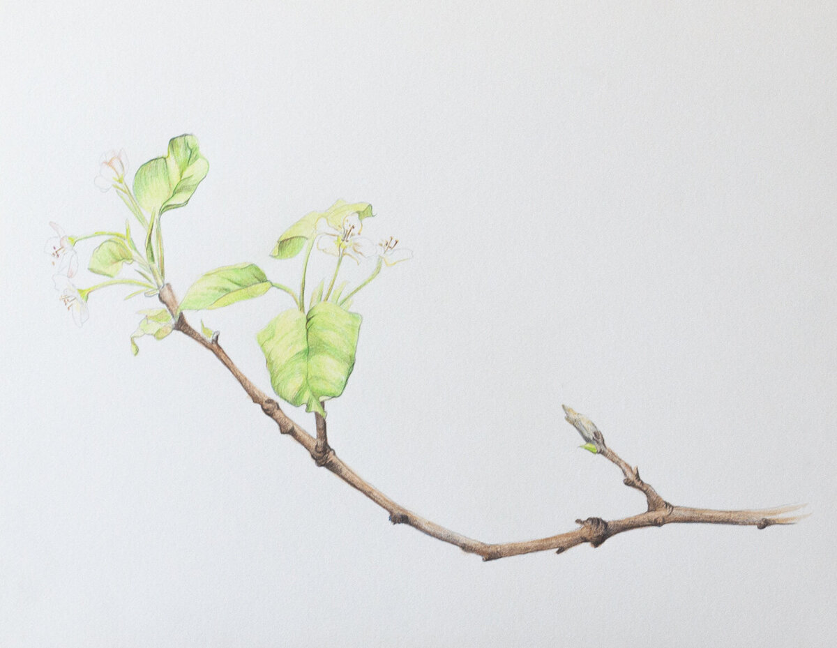 gallery drawings (Pear branch)