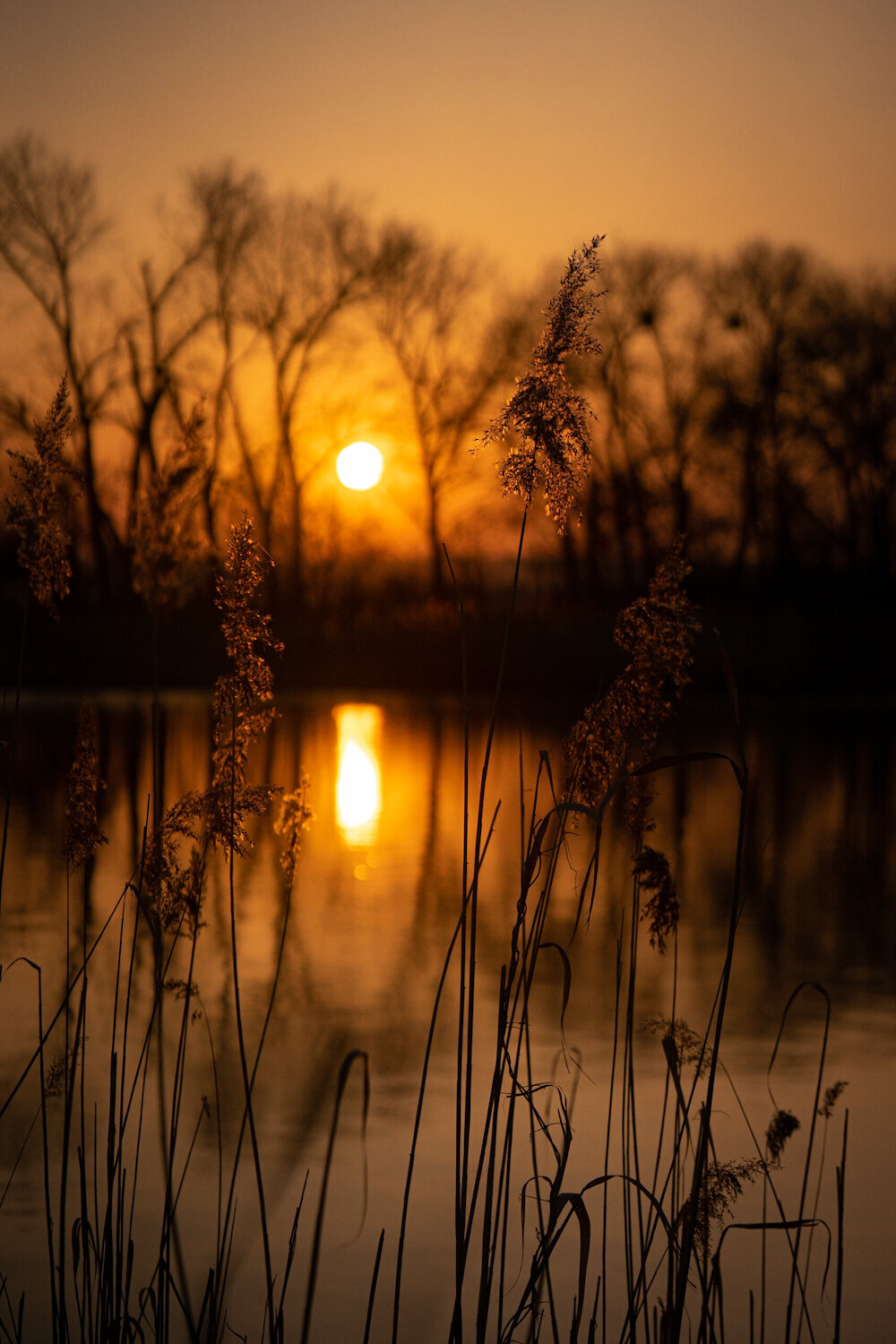 Bird_on_Birch_sunset