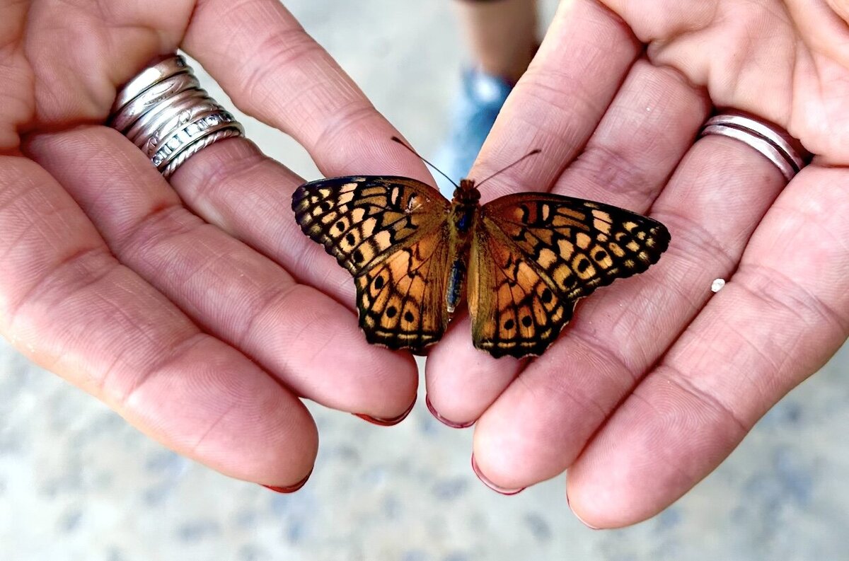 A person wearing silver rings holds a monarch butterfly in their hands.