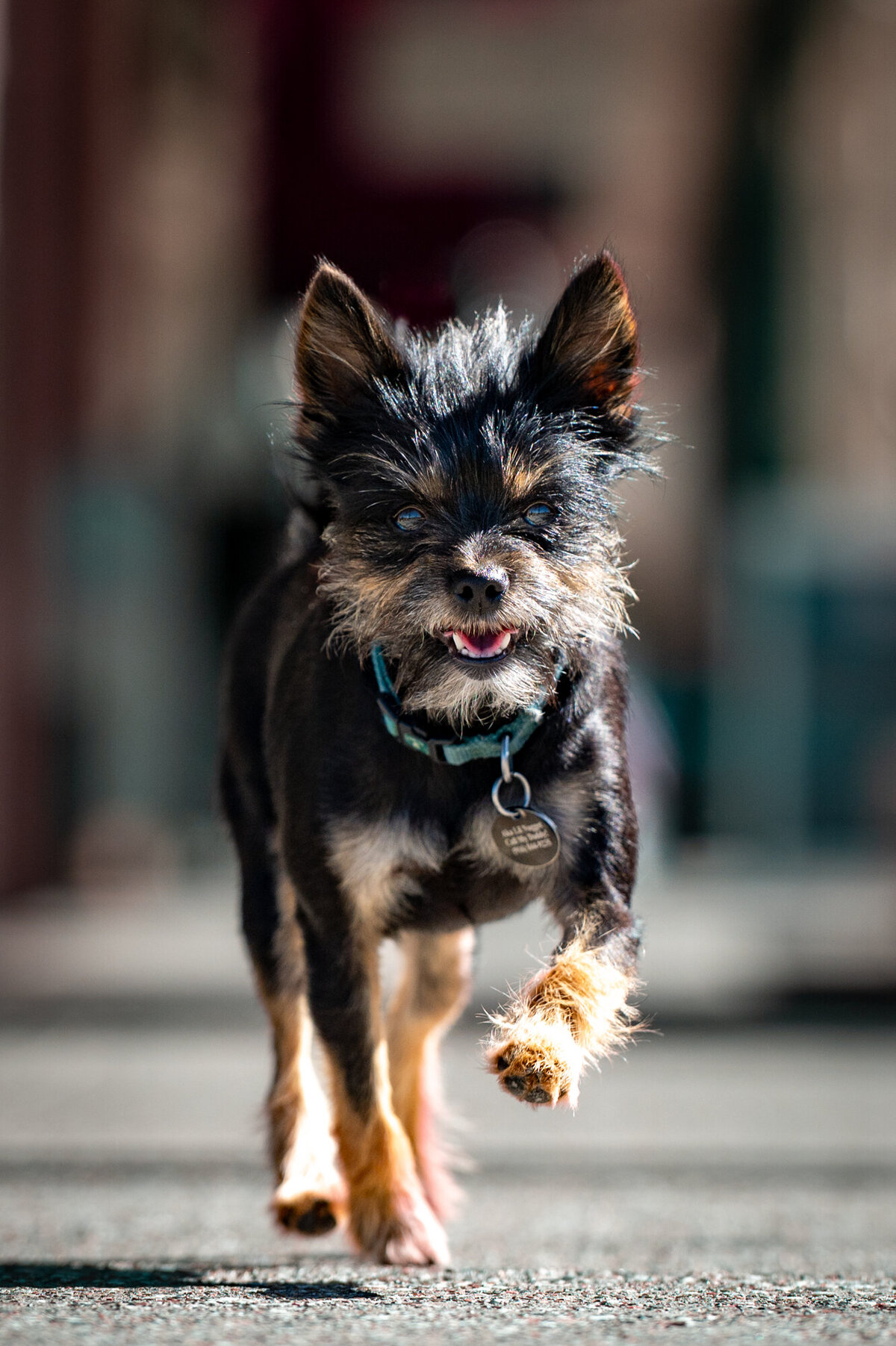 Folsom-CA-pet photography