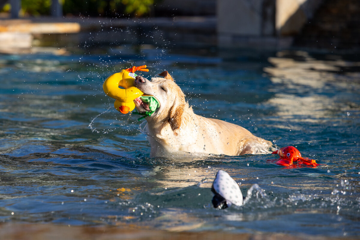 animal industry photographer 3
