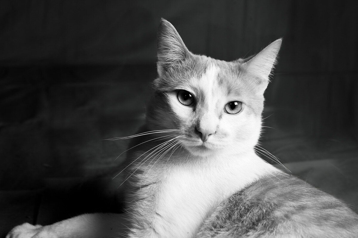 beautiful black and white photo of a cat