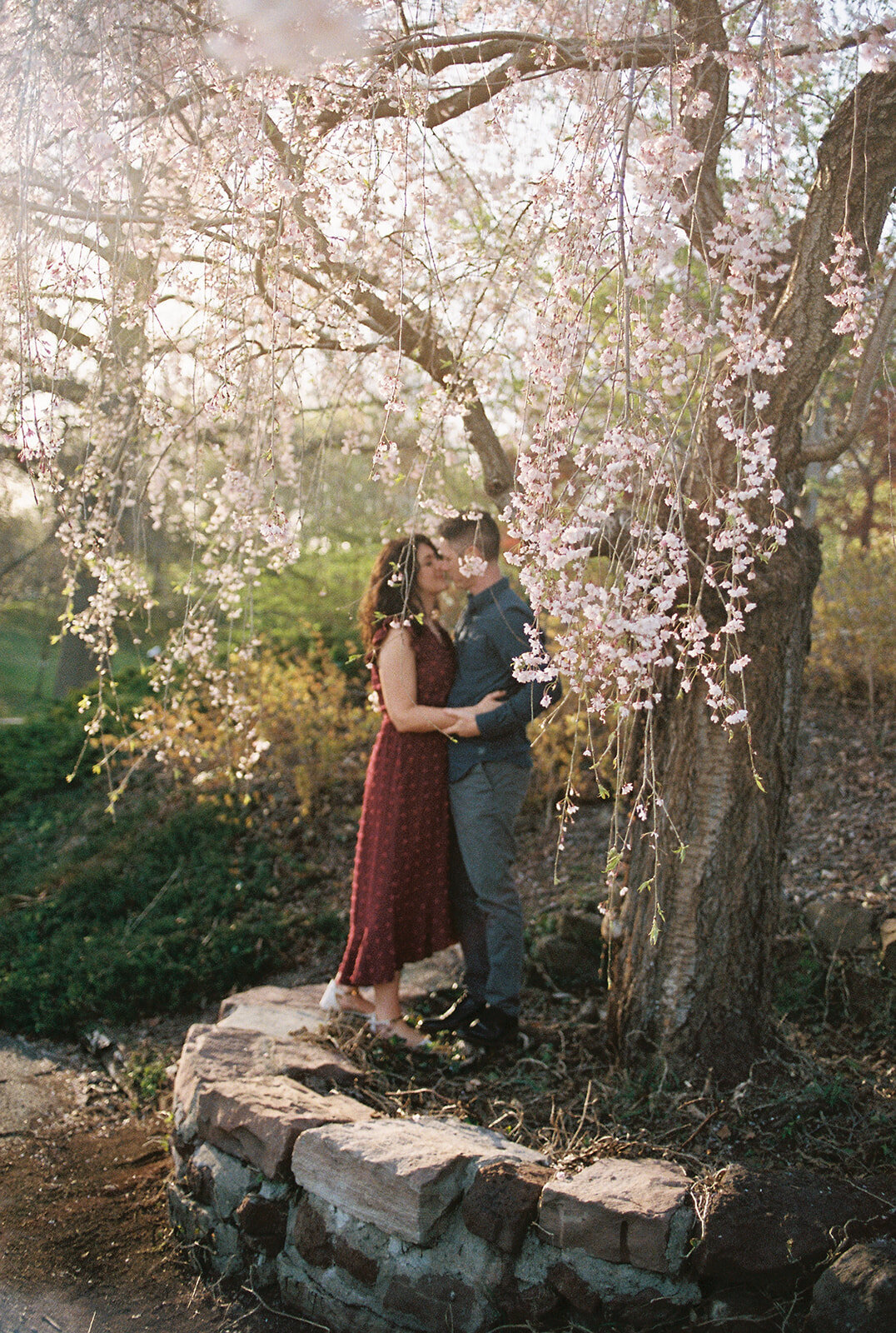 Spring engagement session under a cherry blossom tree at Highland Park Rochester, NY