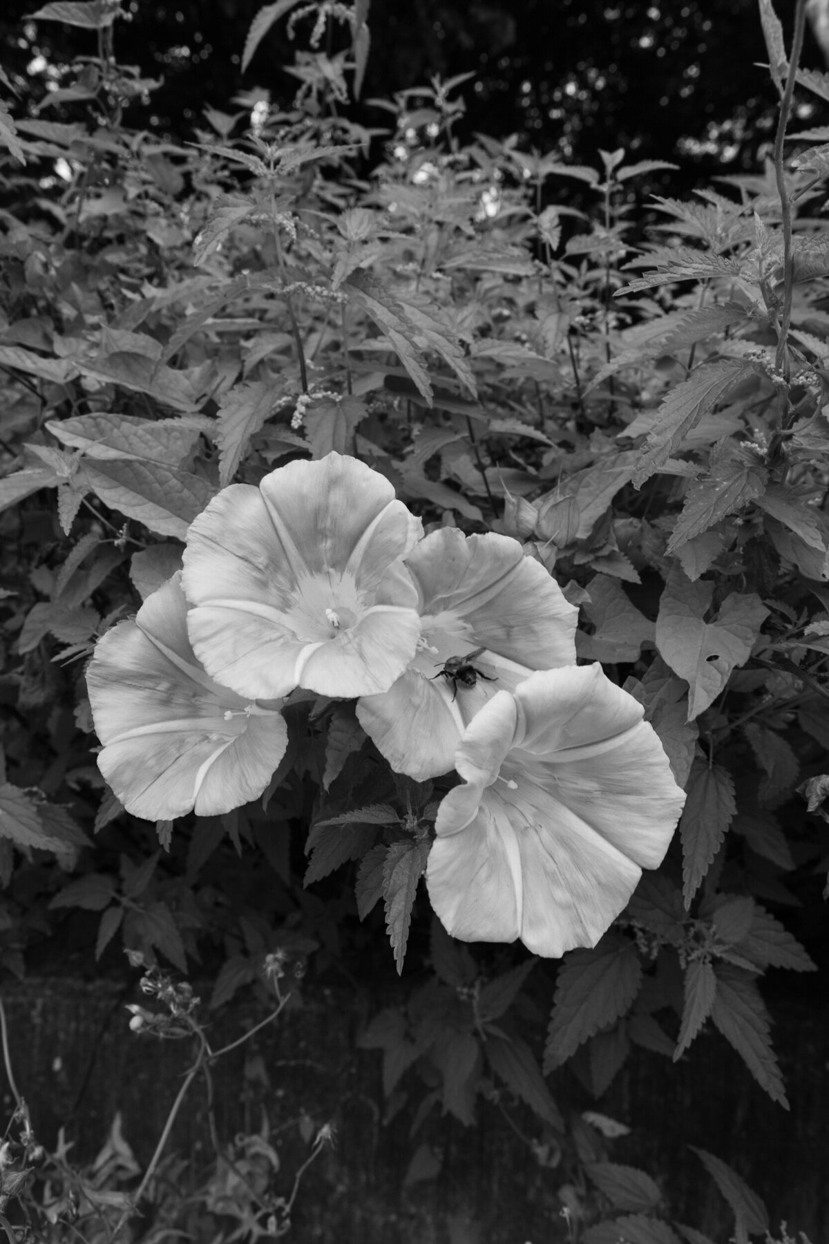 Anh-Marlene-20250808-025a