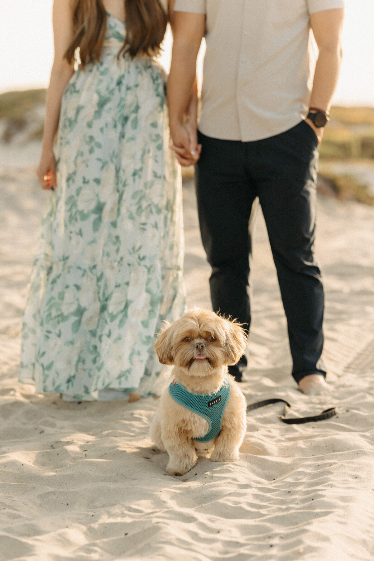 Close-up of a small fluffy dog sitting on the sand at Coronado Beach in front of its owners, during a couple’s photo session.