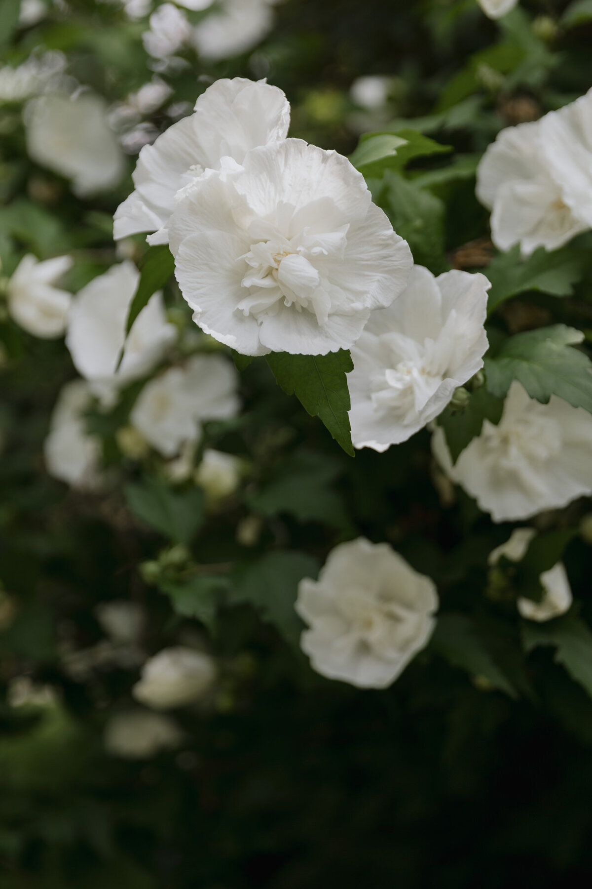 K&M Kurtz Orchards Niagara on The Lake Ontario by Sonia V Photography-51