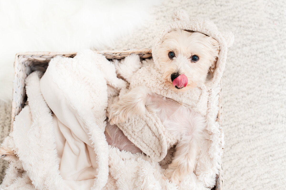 newborn puppy session at home