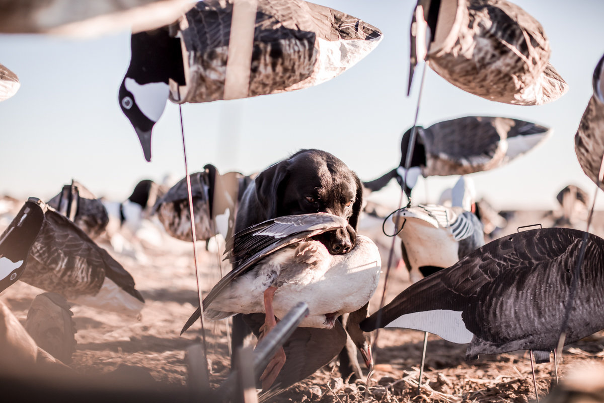 Central kansas duck hunting fowl plains -145