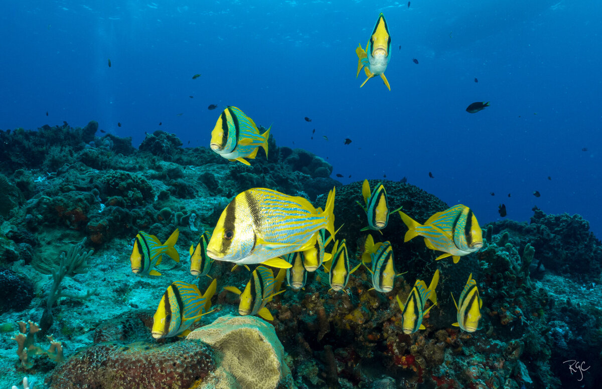 RGEORGE_2016_Cozumel_IMG_3008_0265
