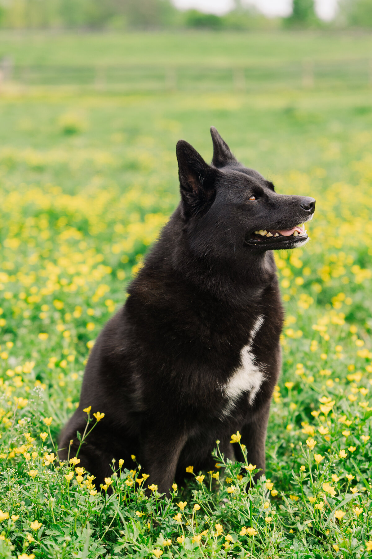 Pet Photographer Richmond Virginia