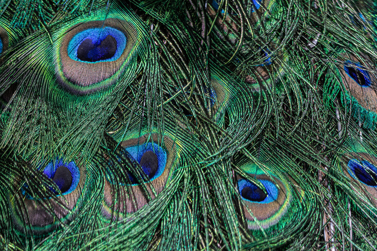 peacock_1046