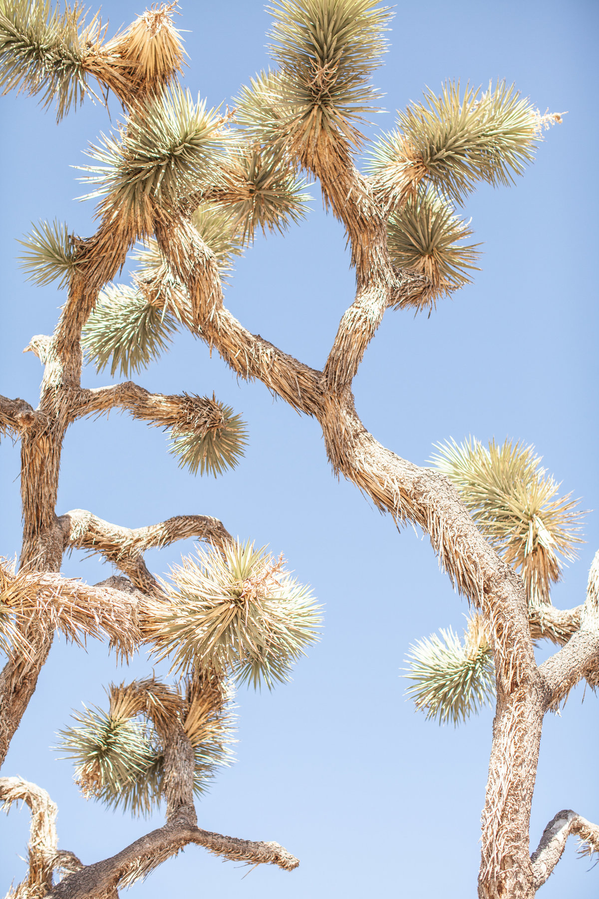 150708_150708 joshua tree_0316