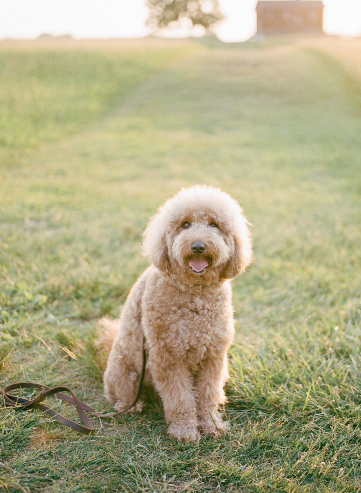 leesburg family photographer