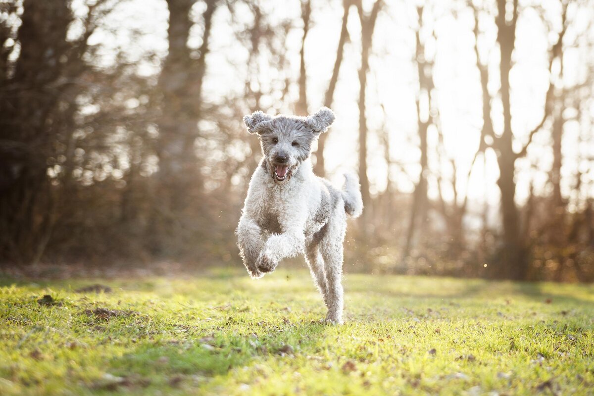 Hondenfotografie-in-de-natuur---ByMarita-Fotografie-17