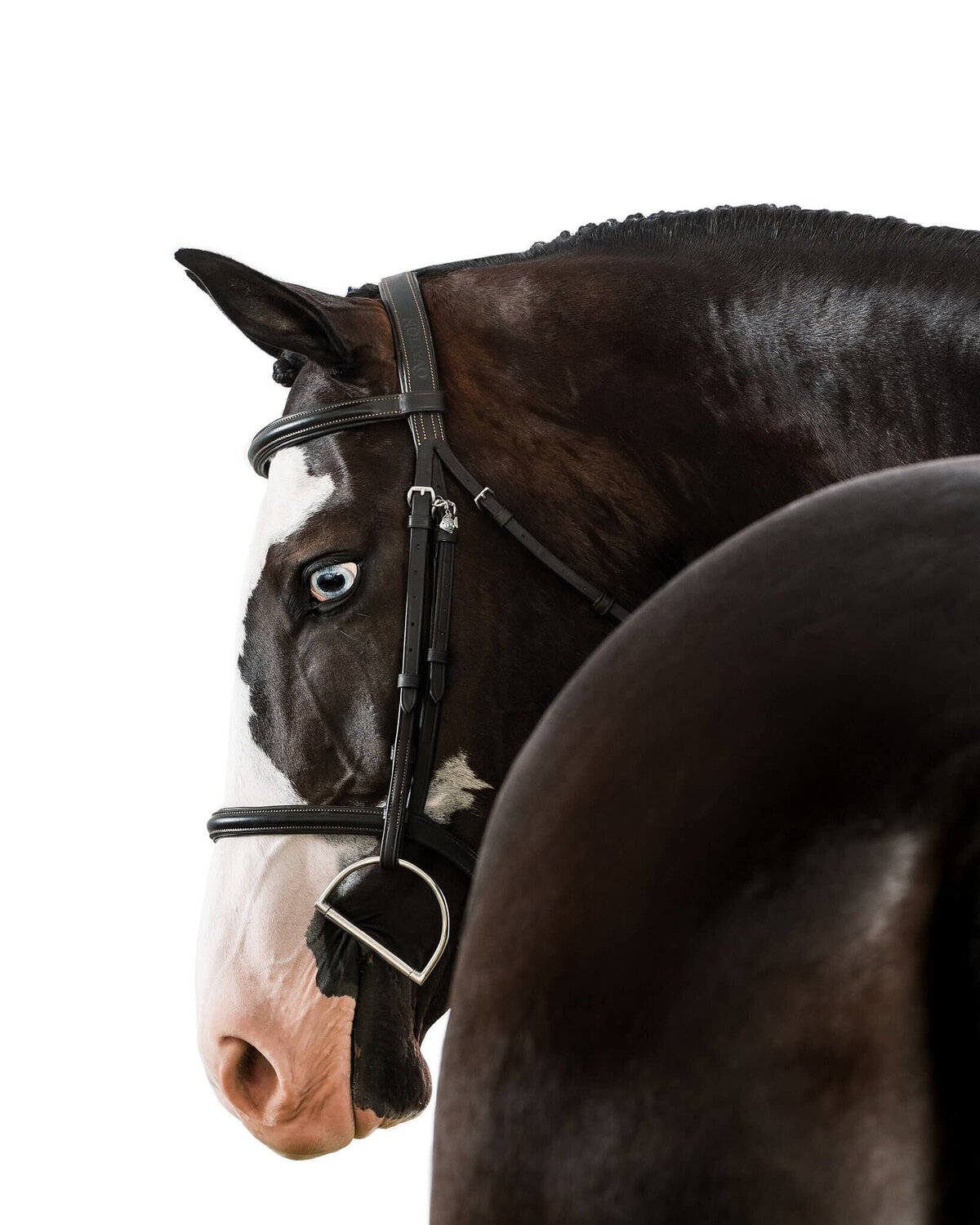 equine-white-background-pictures2024-10-04 at 10.06.57 PM 13