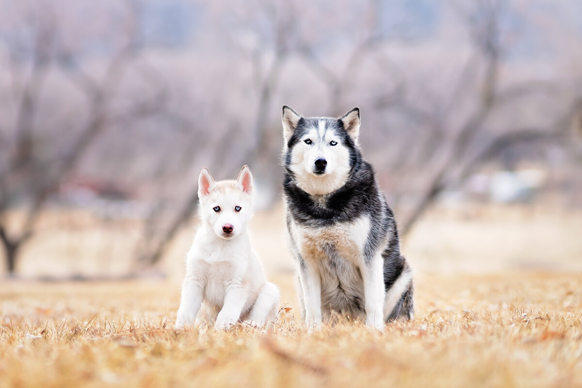 Pet Photographer Grand Junction - 110