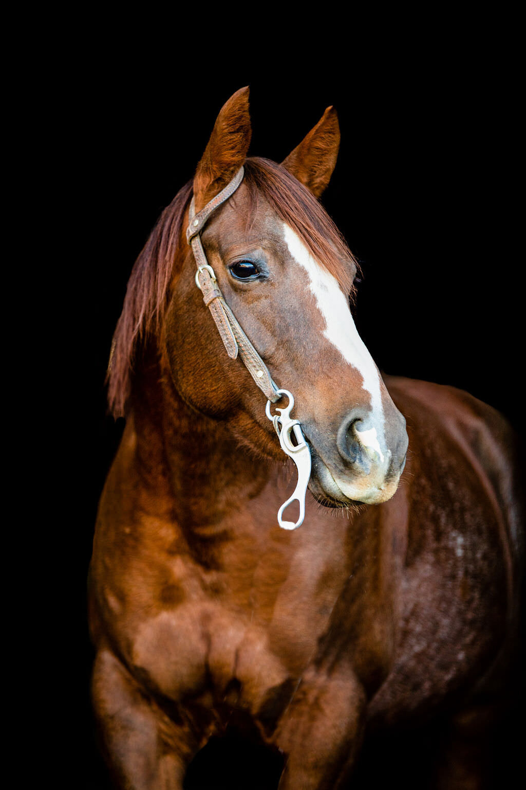20211106_kya-photography-equestrian-photographer_0002