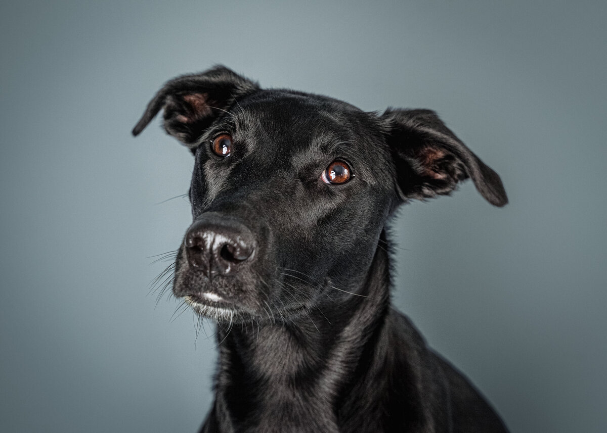 grey-bruce-owen-sound-photographer-pets-8