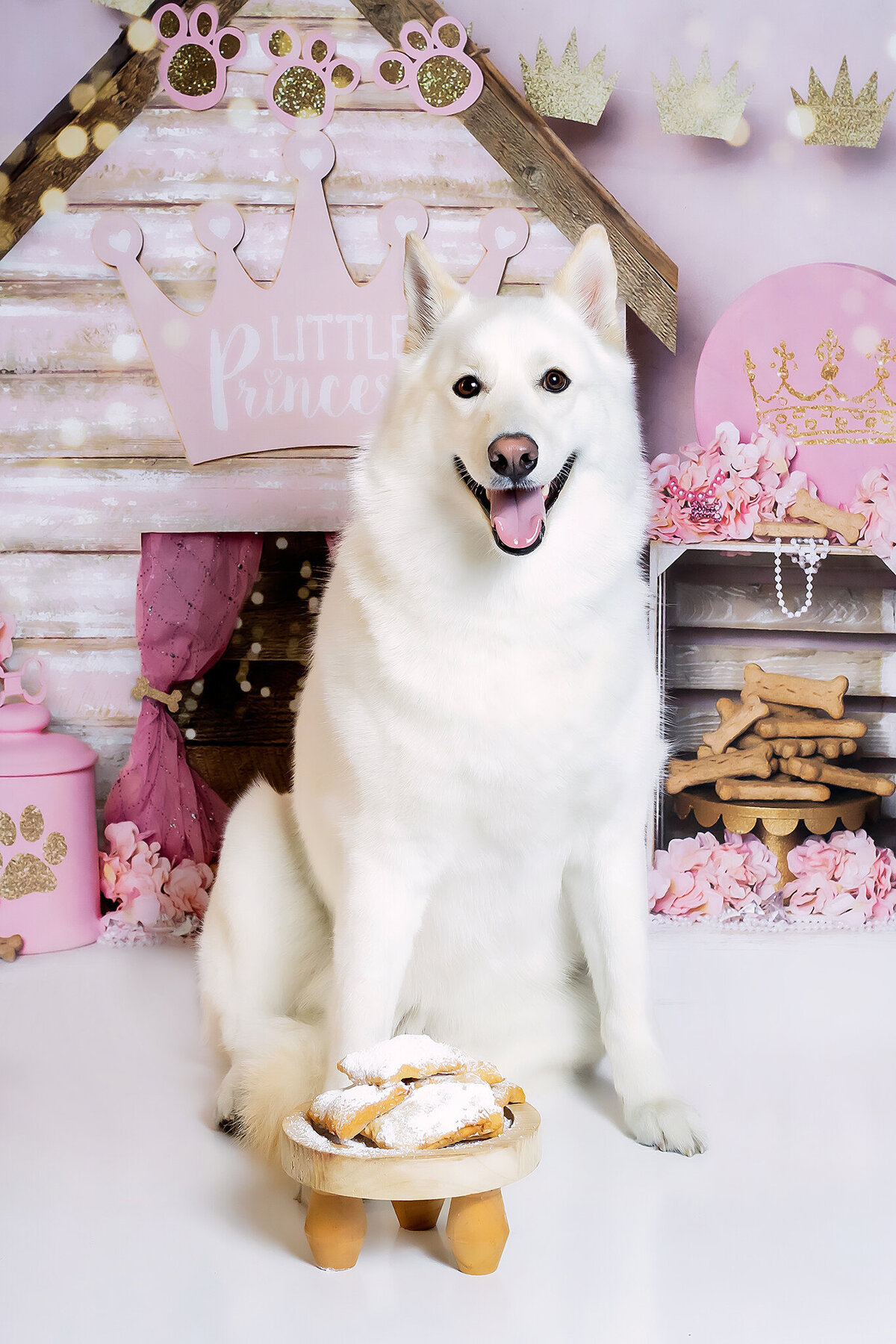 New Orleans Pet Photographer 52