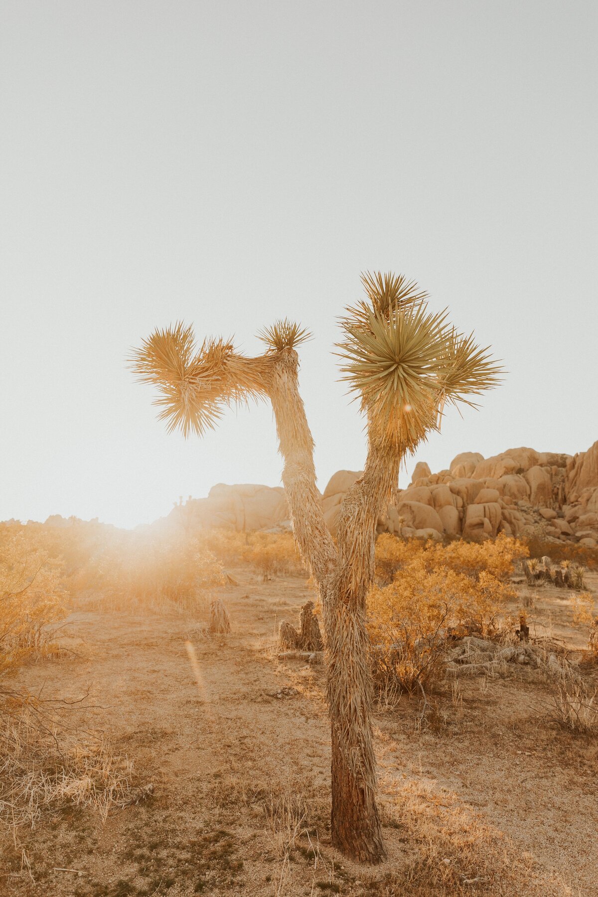 Joshua-Tree-Elopement-16