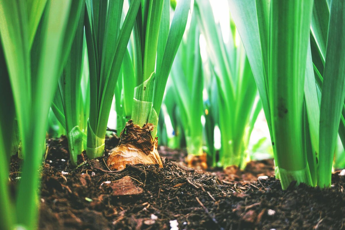 close of of soil where plants are thriving from wool pellets