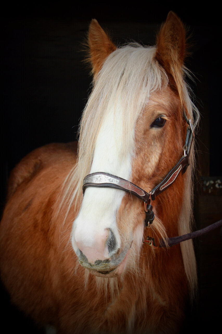 The-Stables-at-Gypsy-Acres-Horses-13