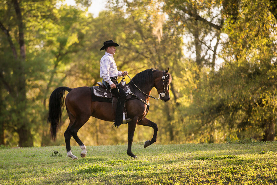 stunning-steeds-photo-western-horse