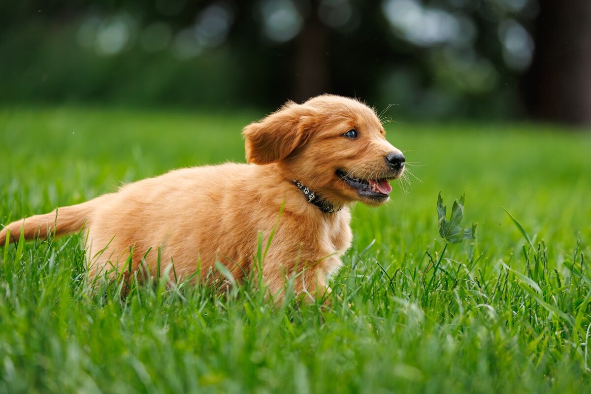 Appelgate-Golden-Retriever-Puppies-7