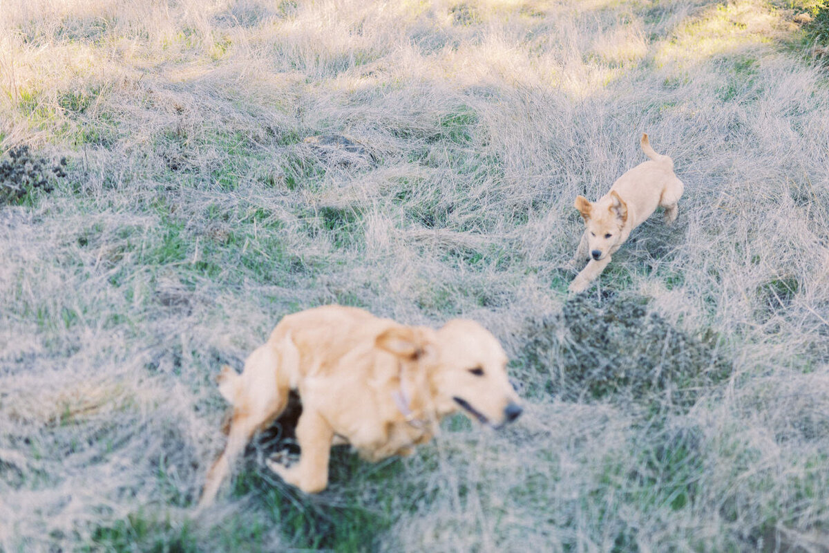 two rambunctious puppies chasing eachother and running in circles