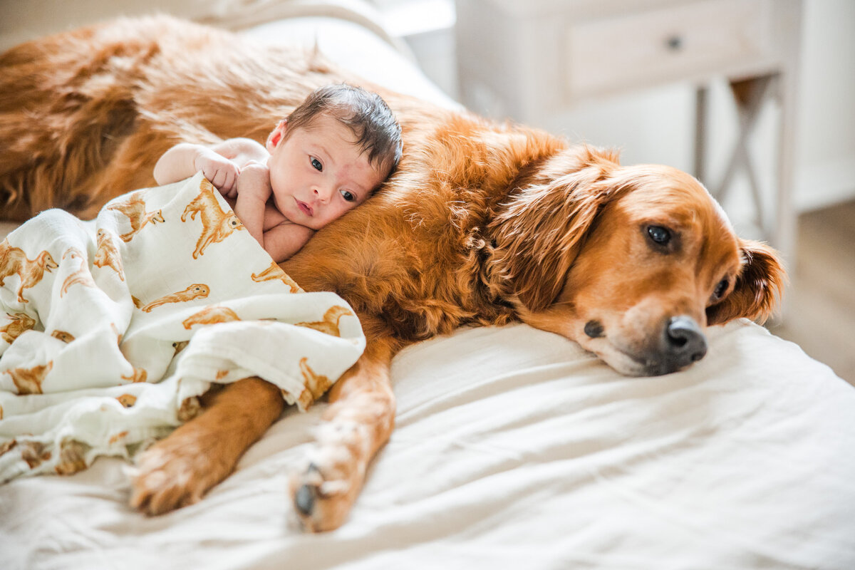 newborn with golden retriever