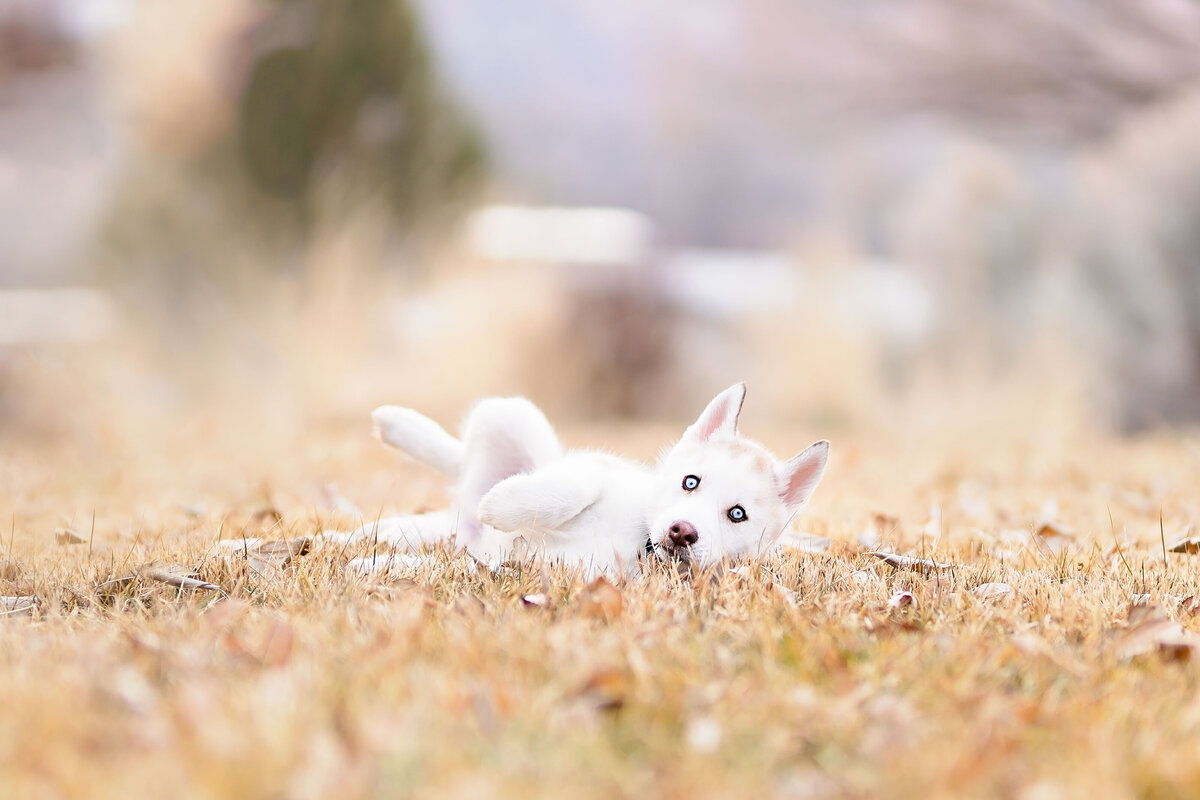 Pet Photographer Grand Junction -  238