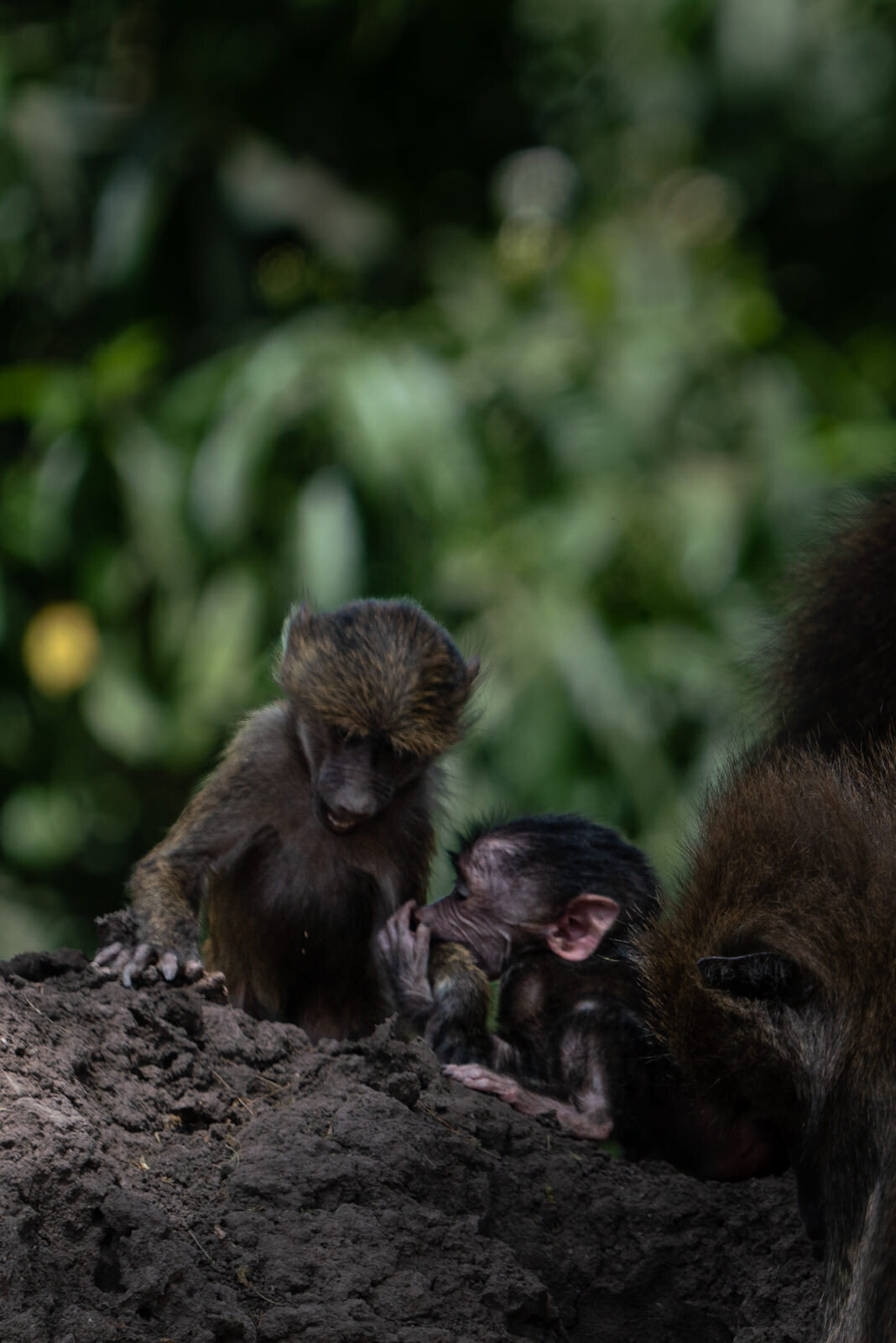 luxury-vacation-photographer-kirsten-lewis-arusha-tanzania054
