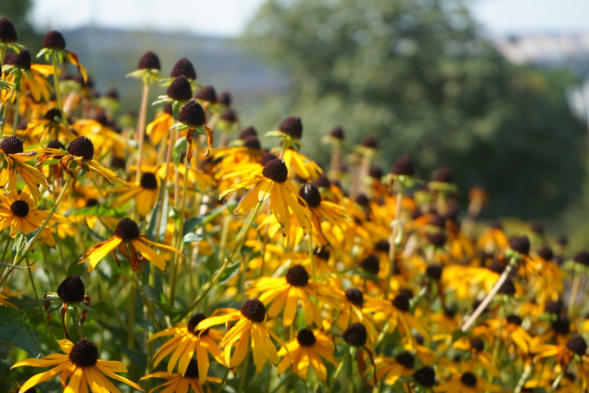 nenarocna zlute kvetouci trvalka