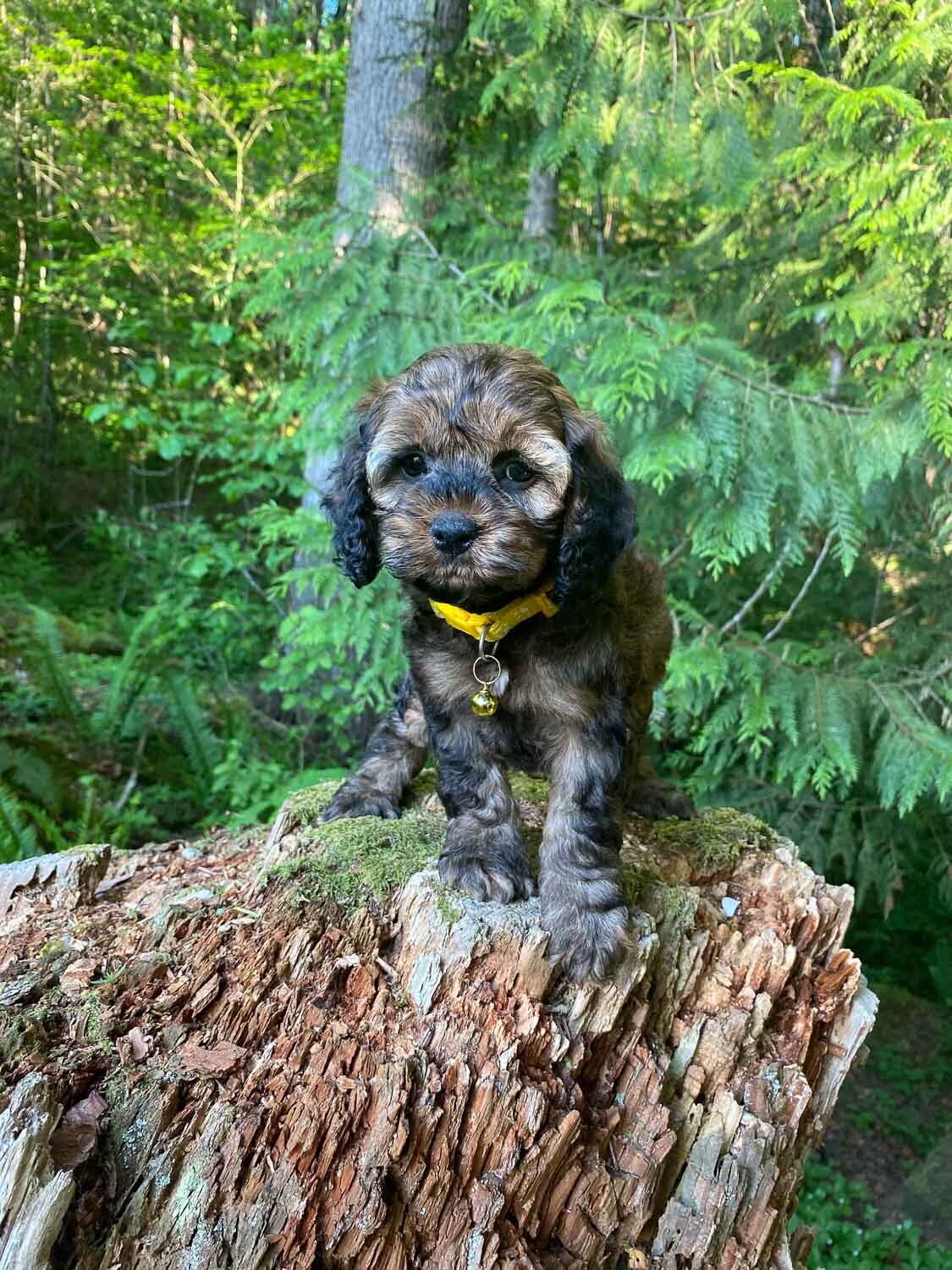 Heavenly Puppies to Love Cavapoo, Cockapoo, and Maltipoo Puppies Photo May 25 2023, 7 28 37 PM46