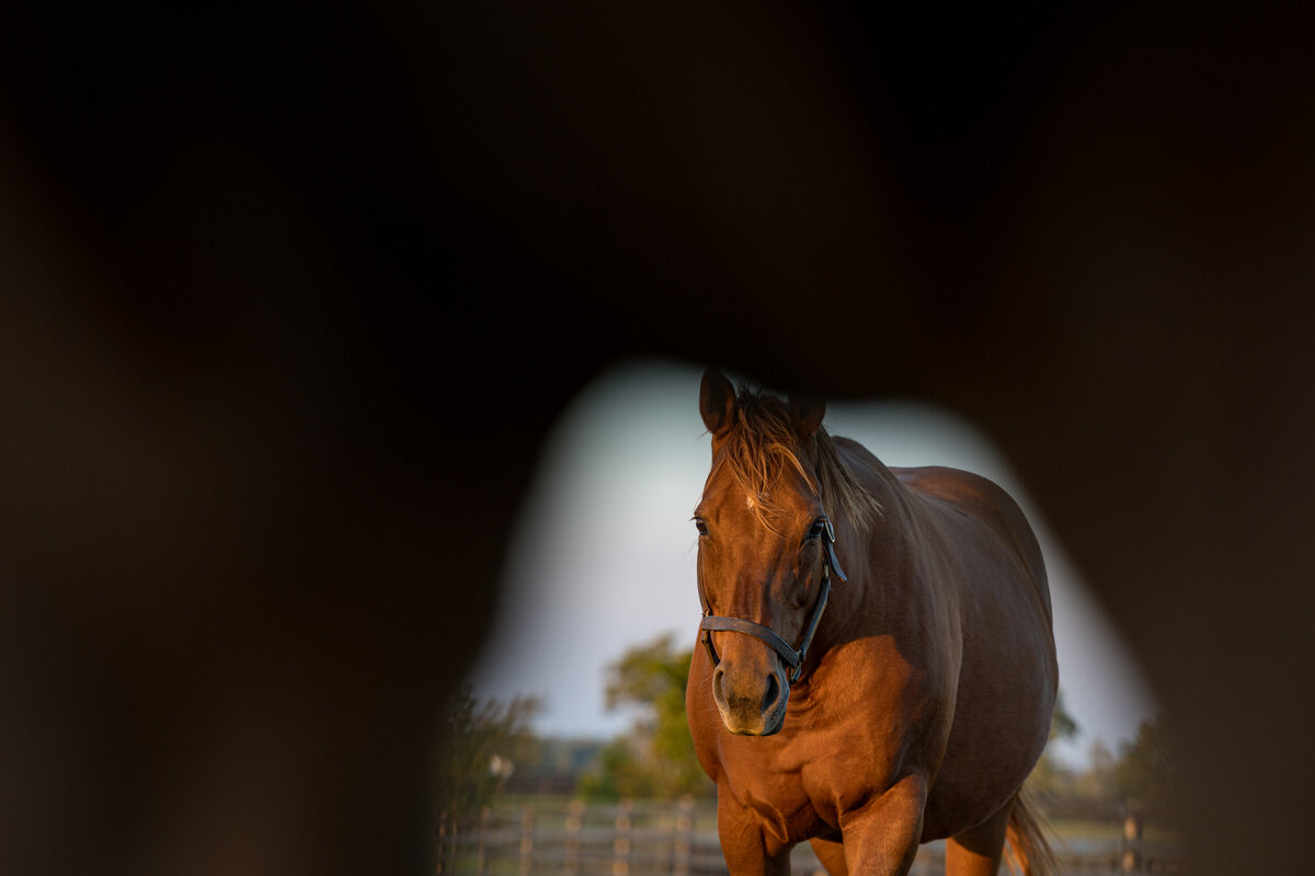Thoroughbred mare silhouetted by another horse.