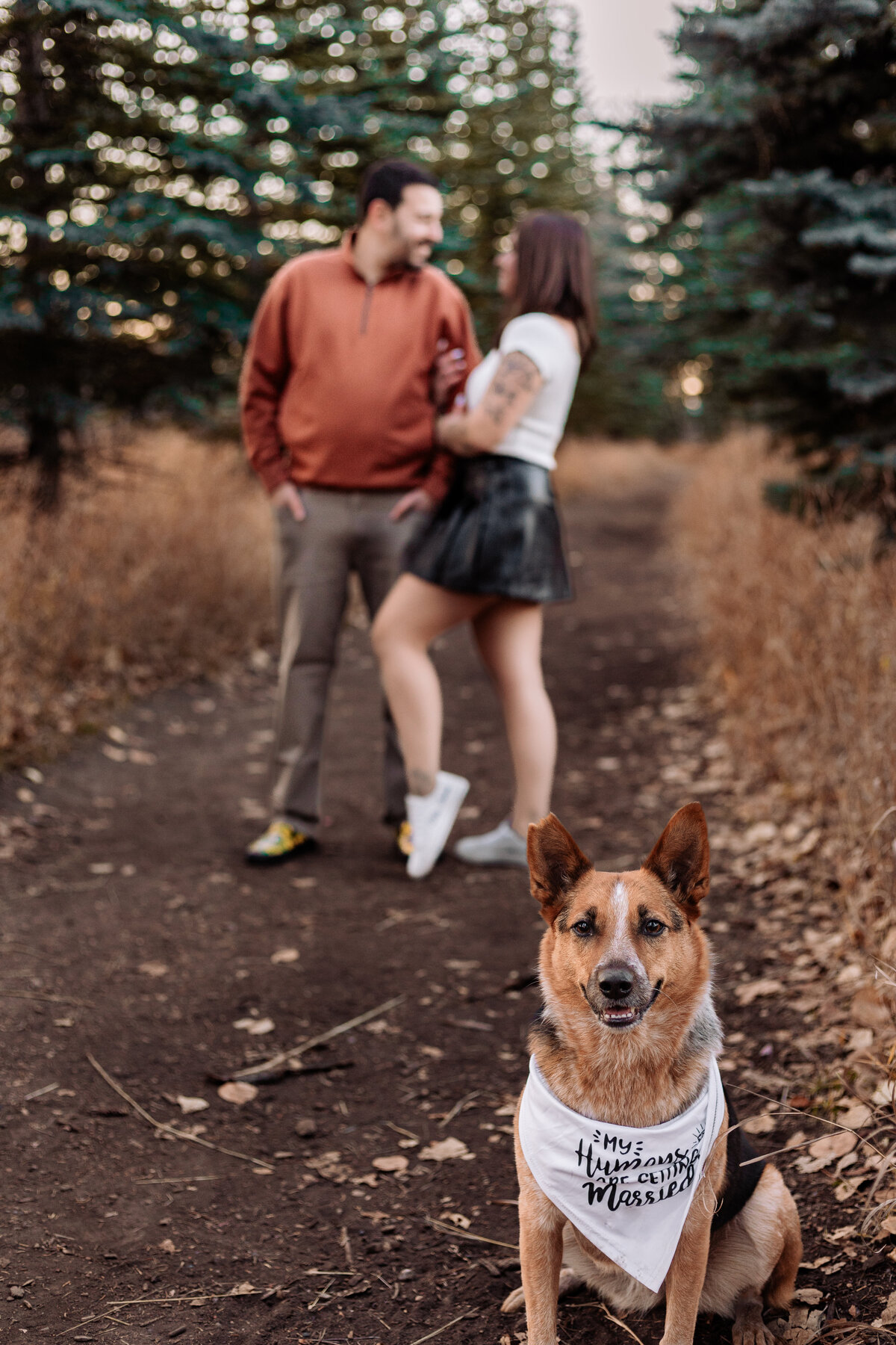 dogs-humans-are-engaged