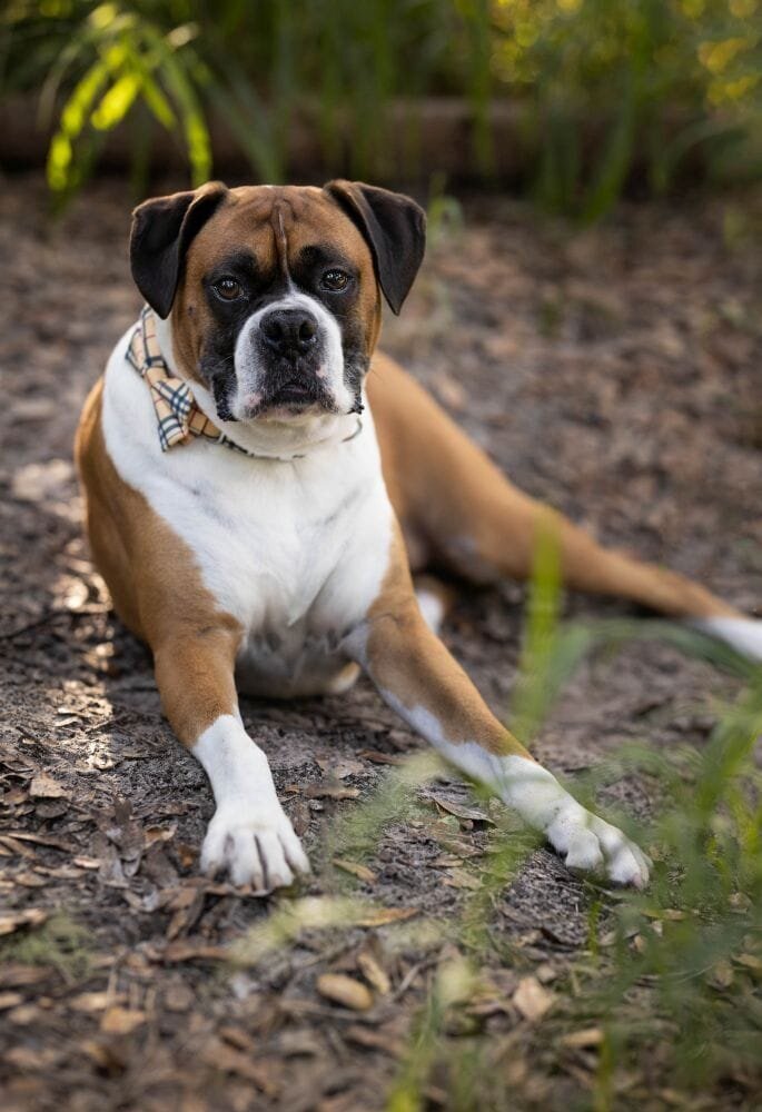 lilla-bordas-portraits-tampa-DOG-photographer1453_1