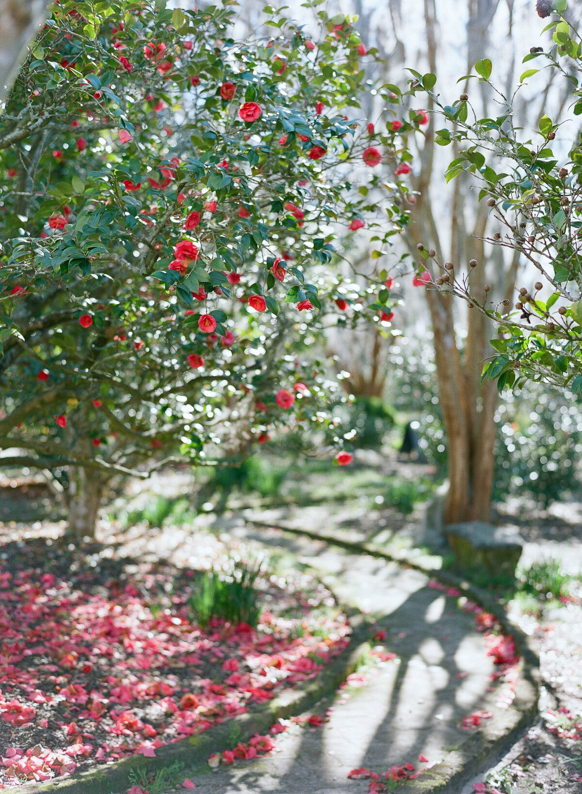 Charleston-Wedding-Photographer-Boone-Hall-183