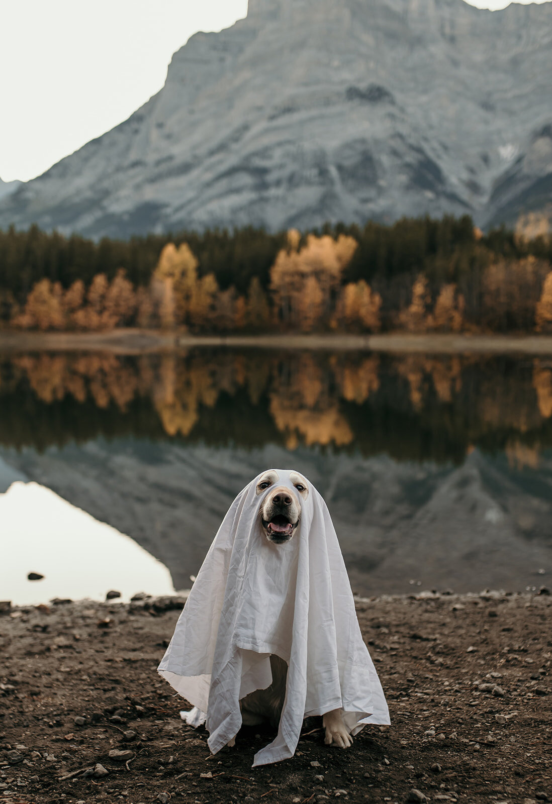 dog dressed up as a ghost