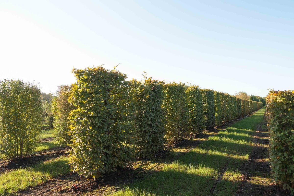 horus-paysages-sourcing-vegetaux-19