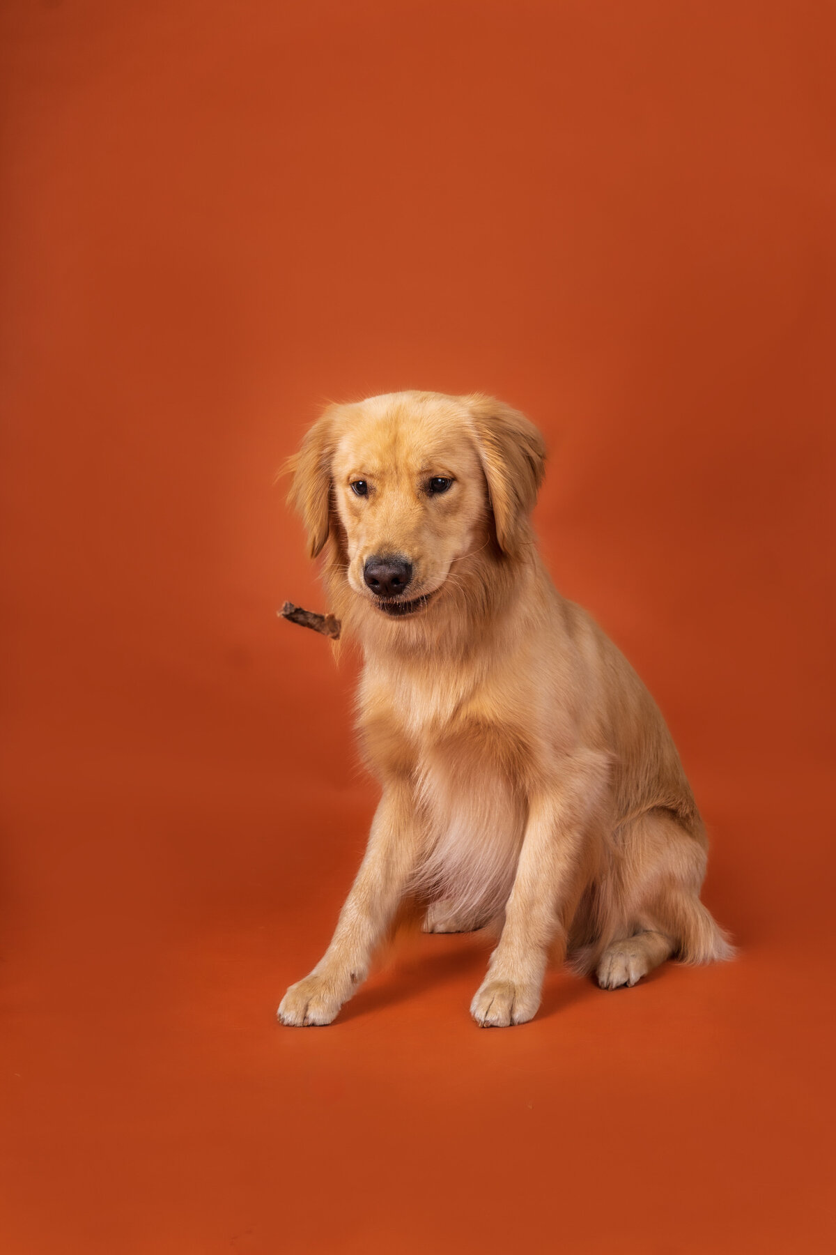 Dallas-dog-photography-studio-orange-treat-catch