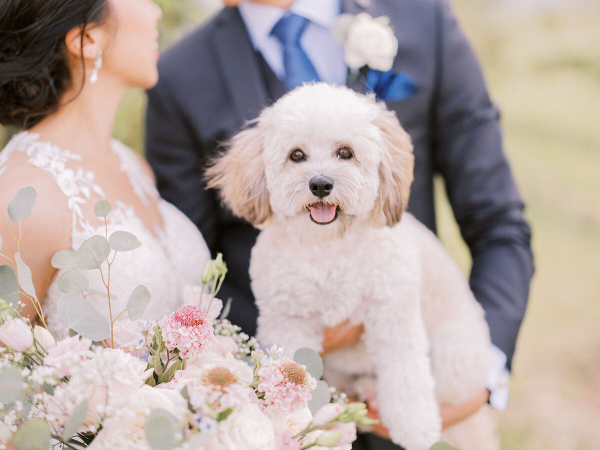 wedding-bride-groom-dog-sirocco-golf