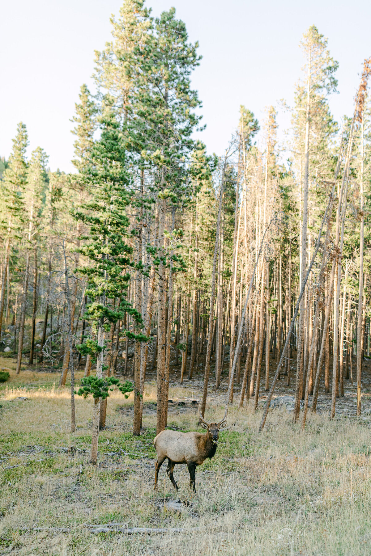 Leidy and Josh Photography | Rocky Mountain Colorado Engagement-24