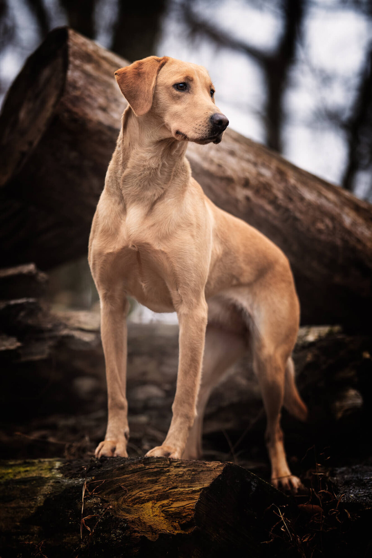 Girl holding labrador puppy