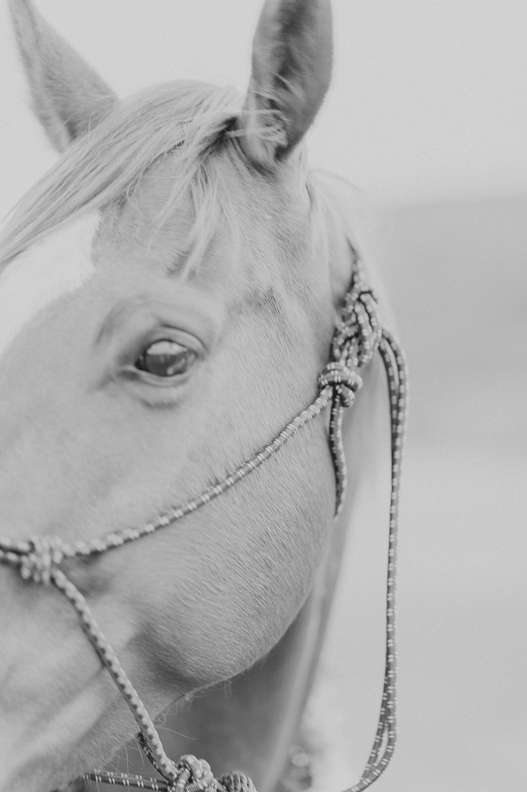 Carly-Patrick-Sheridan-Wyoming-Elopement-283