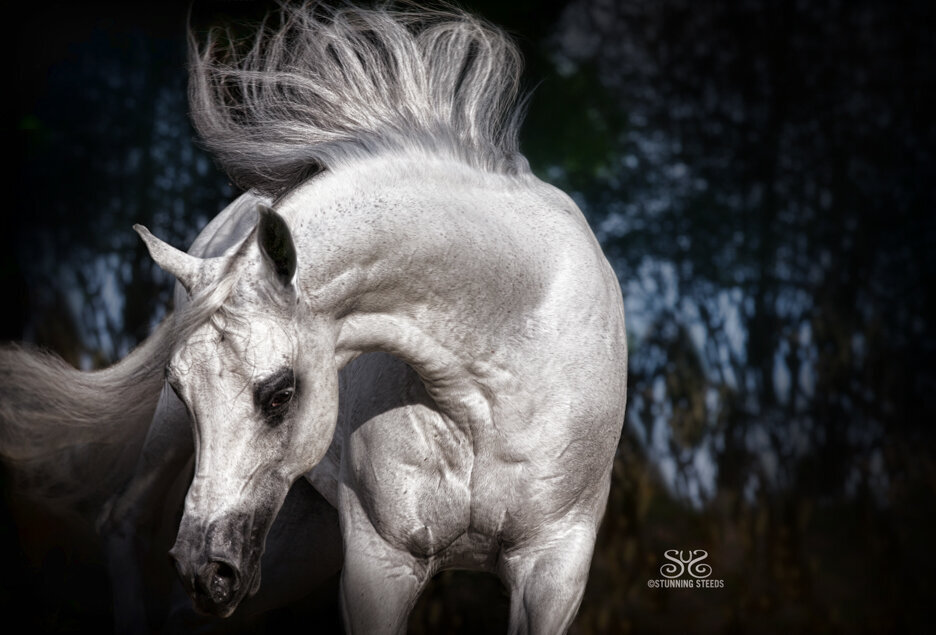 grey arabian stallion photo by Stunning Steeds