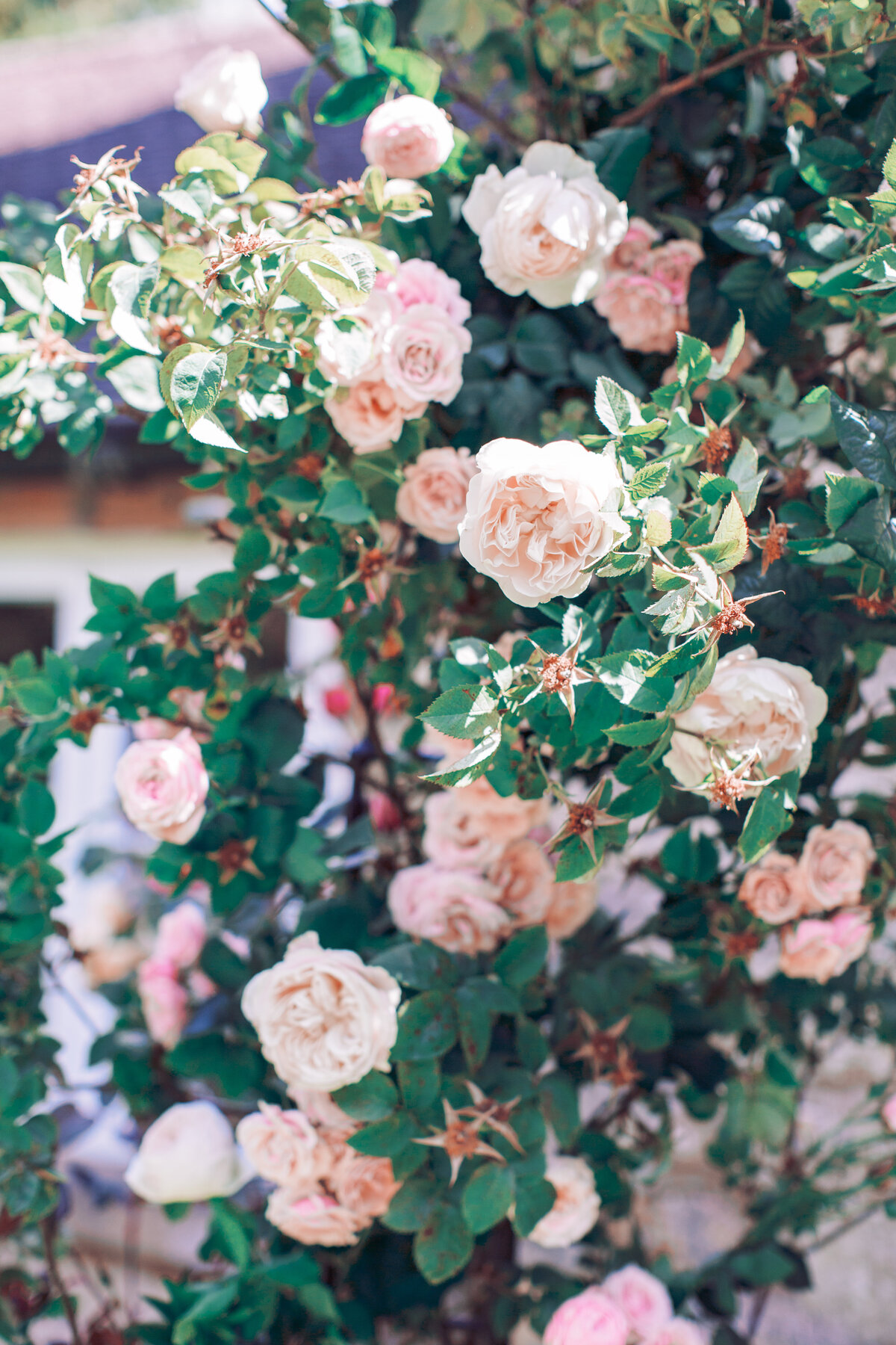 Writer&BelovedPhoto-Emma-2603