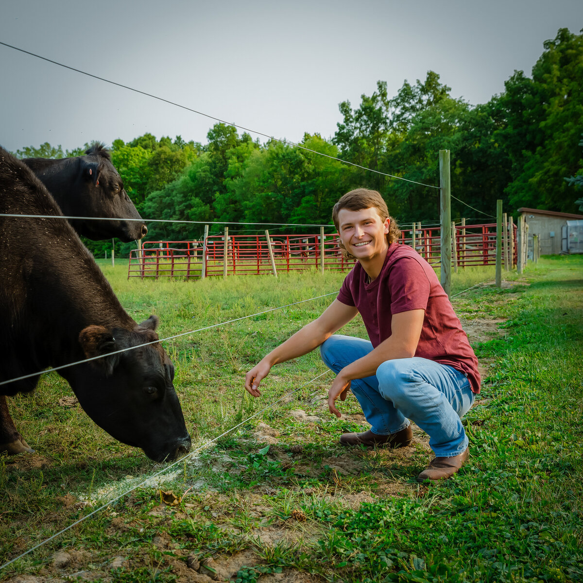Senior guy with his angus cow at Simmons vineyard