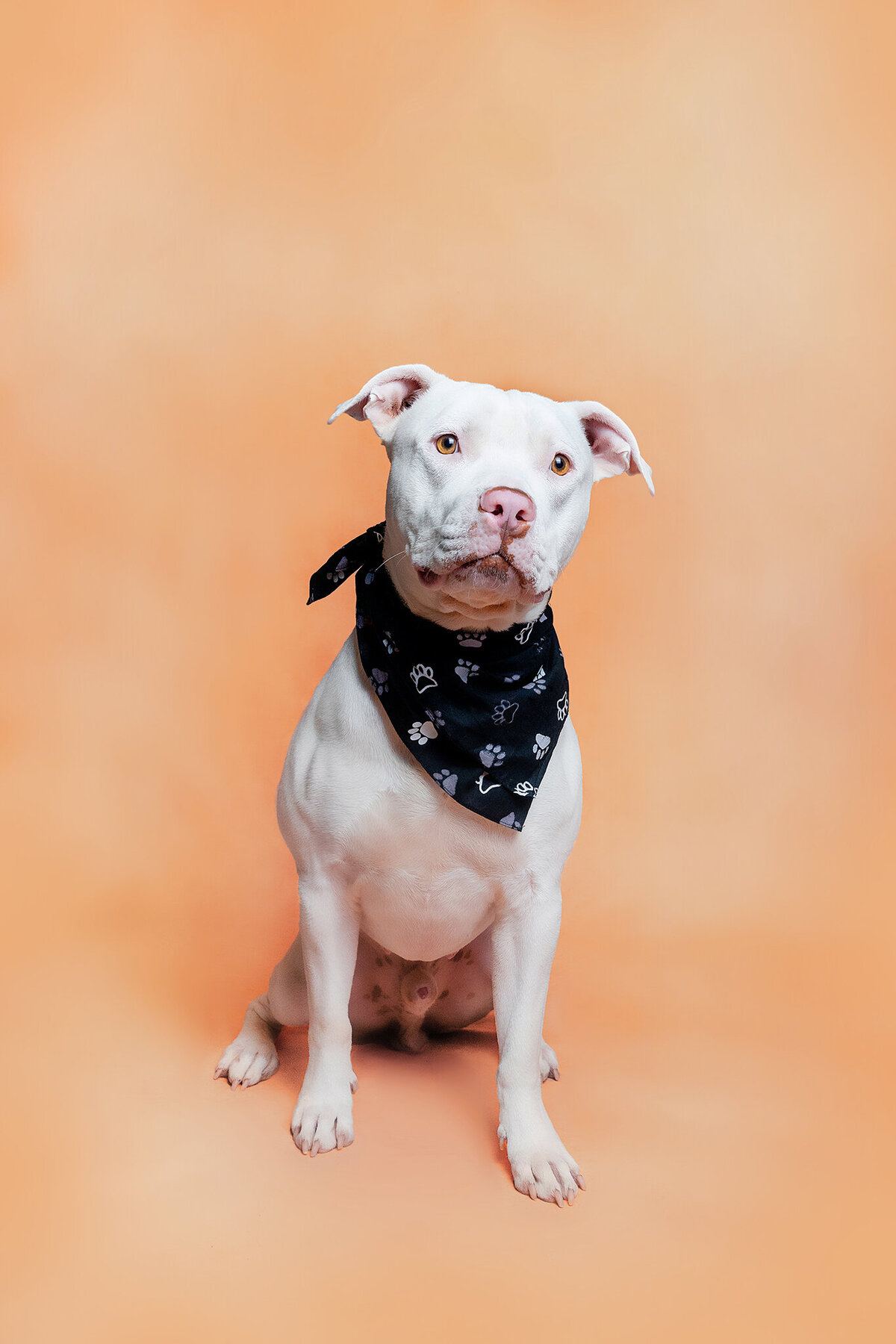 New Orleans Pet Photographer 78