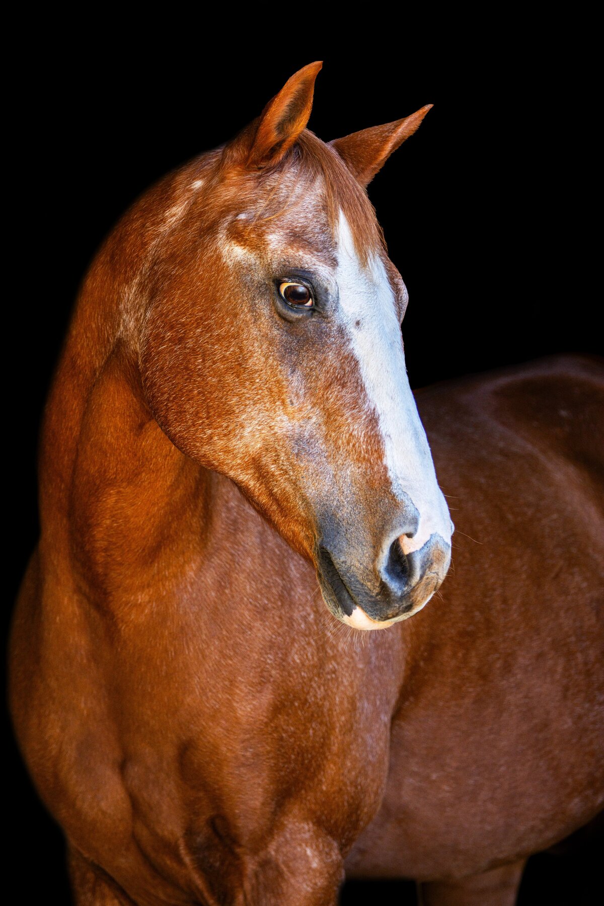 A chestnut horse looking to the left during a black background photoshoot in Willow Spring, North Carolina.